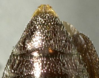 Media type: image;   Entomology 2703 Aspect: anal sclerite